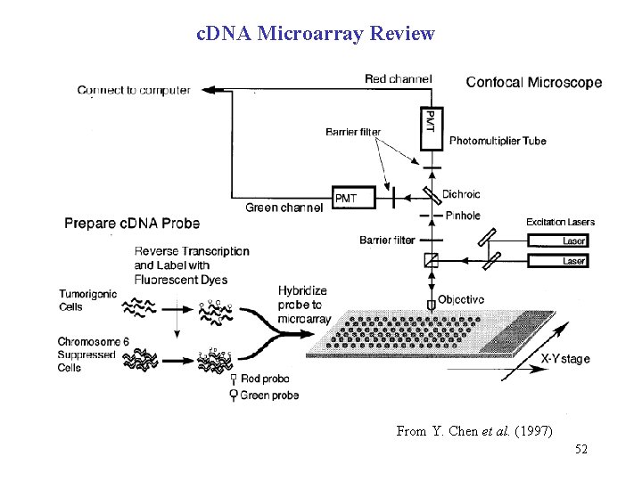c. DNA Microarray Review From Y. Chen et al. (1997) 52 