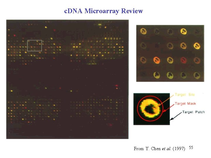 c. DNA Microarray Review From Y. Chen et al. (1997) 55 