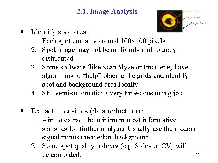 2. 1. Image Analysis § Identify spot area : 1. Each spot contains around