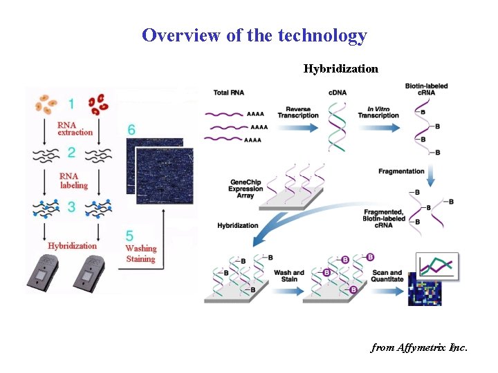 Overview of the technology Hybridization from Affymetrix Inc 6. 