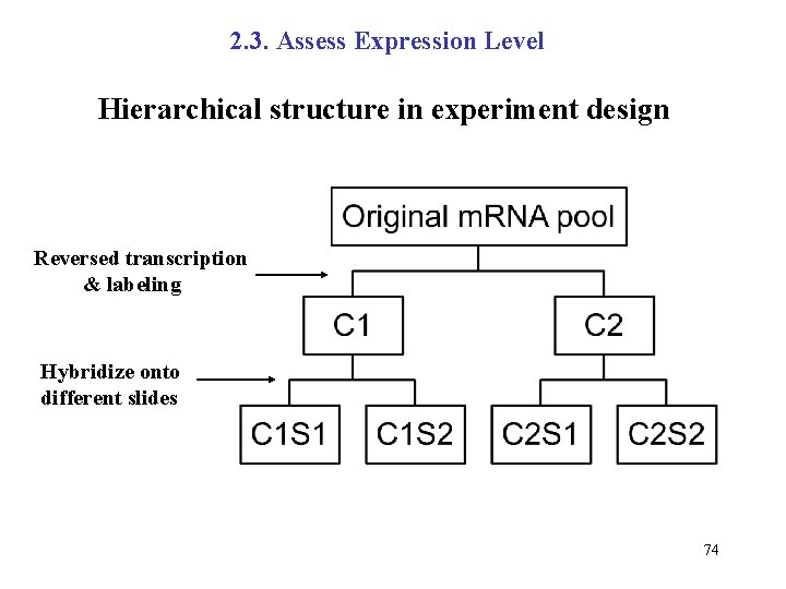 2. 3. Assess Expression Level Hierarchical structure in experiment design Reversed transcription & labeling