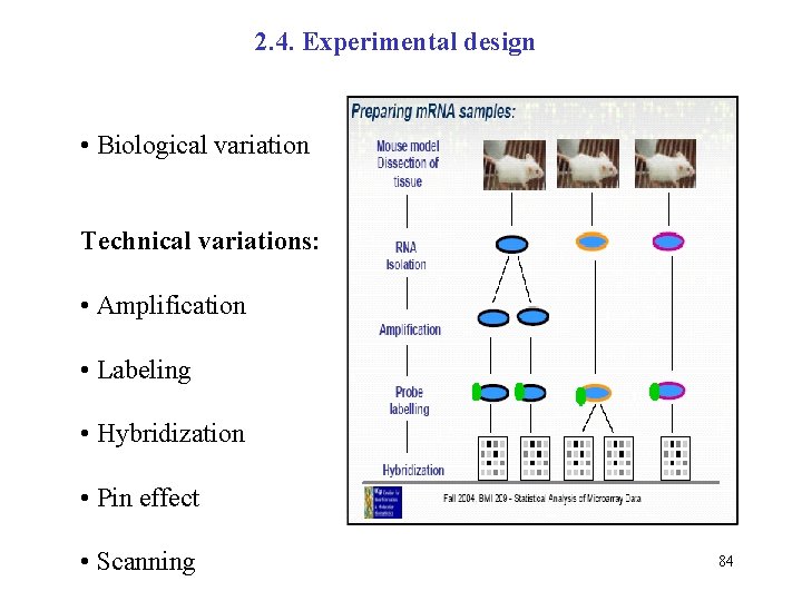 2. 4. Experimental design • Biological variation Technical variations: • Amplification • Labeling •