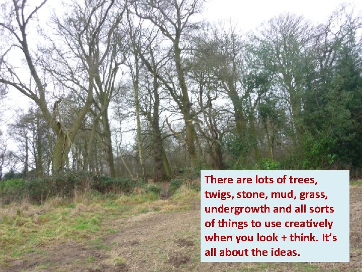 There are lots of trees, twigs, stone, mud, grass, undergrowth and all sorts of