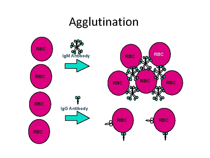 Agglutination RBC Ig. M Antibody RBC RBC RBC Ig. G Antibody RBC RBC RBC