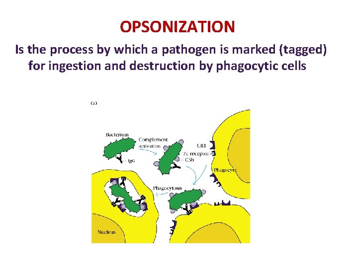 OPSONIZATION Is the process by which a pathogen is marked (tagged) for ingestion and