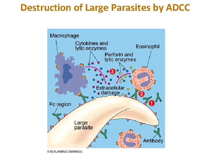 Destruction of Large Parasites by ADCC 