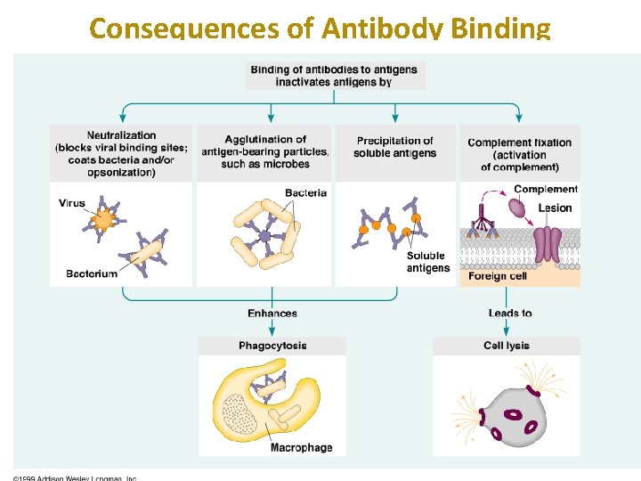 Consequences of Antibody Binding 