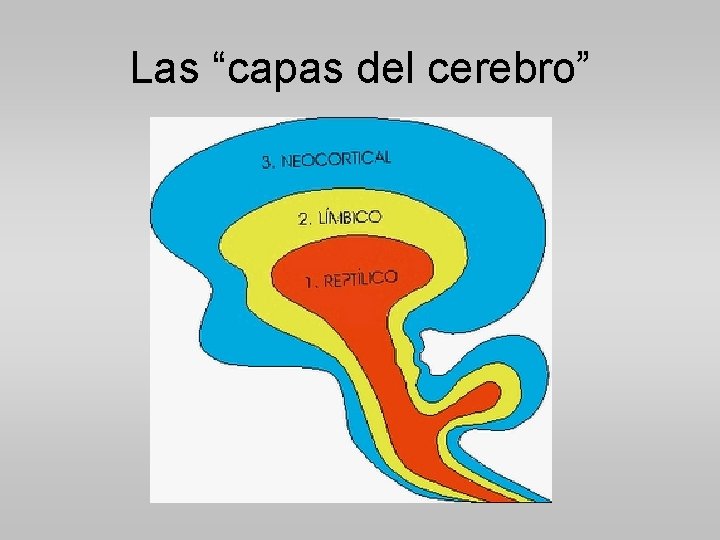 Las “capas del cerebro” 