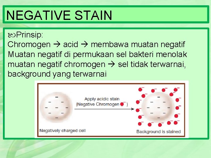 NEGATIVE STAIN Prinsip: Chromogen acid membawa muatan negatif Muatan negatif di permukaan sel bakteri