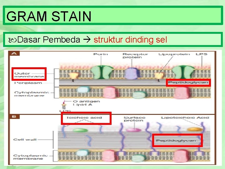 GRAM STAIN Dasar Pembeda struktur dinding sel 