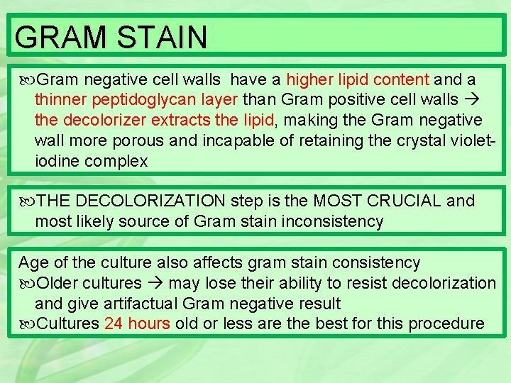 GRAM STAIN Gram negative cell walls have a higher lipid content and a thinner