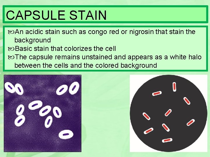 CAPSULE STAIN An acidic stain such as congo red or nigrosin that stain the