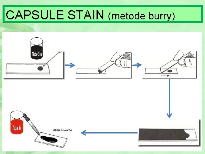 CAPSULE STAIN (metode burry) 