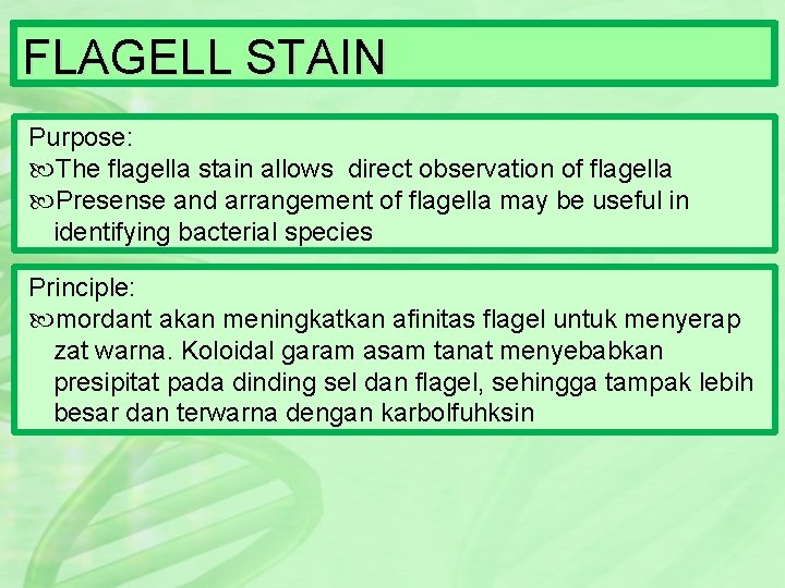 FLAGELL STAIN Purpose: The flagella stain allows direct observation of flagella Presense and arrangement