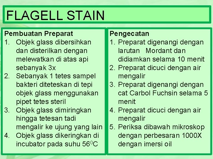 FLAGELL STAIN Pembuatan Preparat 1. Objek glass dibersihkan disterilkan dengan melewatkan di atas api