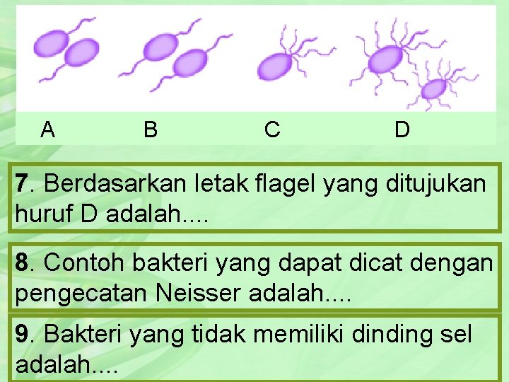 A B C D 7. Berdasarkan letak flagel yang ditujukan huruf D adalah. .