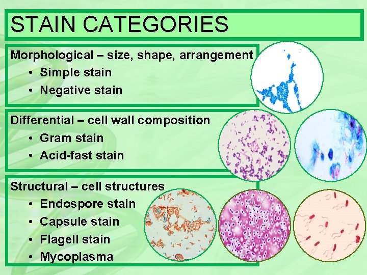 STAIN CATEGORIES Morphological – size, shape, arrangement • Simple stain • Negative stain Differential