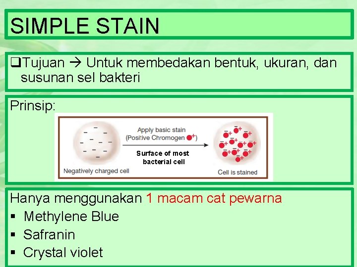 SIMPLE STAIN q. Tujuan Untuk membedakan bentuk, ukuran, dan susunan sel bakteri Prinsip: Surface