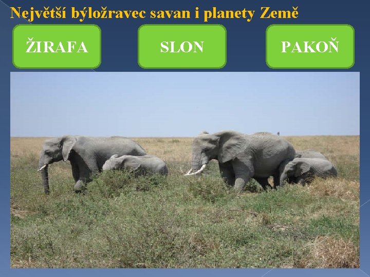 Největší býložravec savan i planety Země ŽIRAFA SLON PAKOŇ 