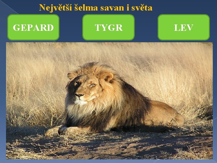 Největší šelma savan i světa GEPARD TYGR LEV 