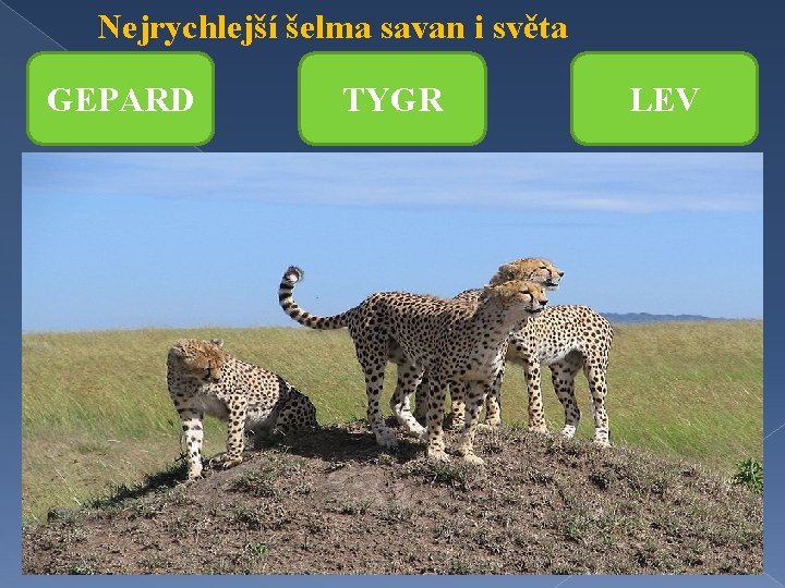 Nejrychlejší šelma savan i světa GEPARD TYGR LEV 