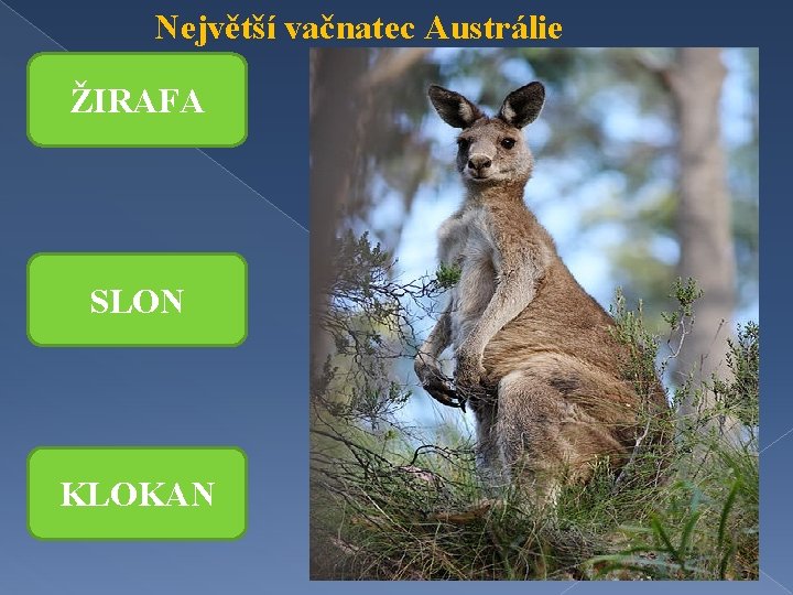 Největší vačnatec Austrálie ŽIRAFA SLON KLOKAN 