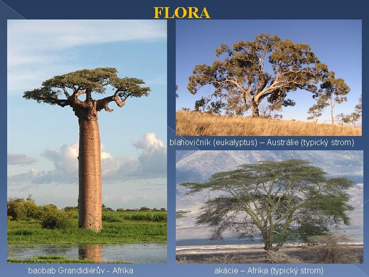 FLORA blahovičník (eukalyptus) – Austrálie (typický strom) baobab Grandidiérův - Afrika akácie – Afrika