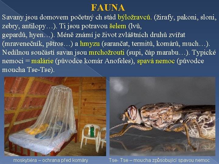 FAUNA Savany jsou domovem početný ch stád býložravců. (žirafy, pakoni, sloni, zebry, antilopy…). Ti