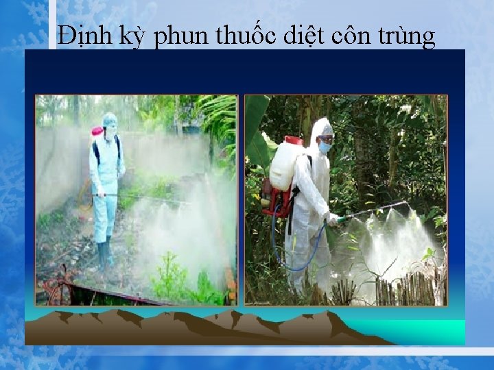 Định kỳ phun thuốc diệt côn trùng 