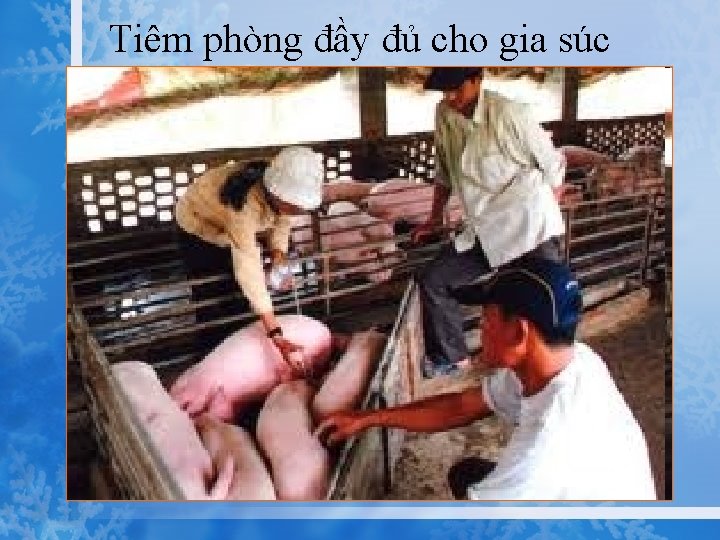 Tiêm phòng đầy đủ cho gia súc 