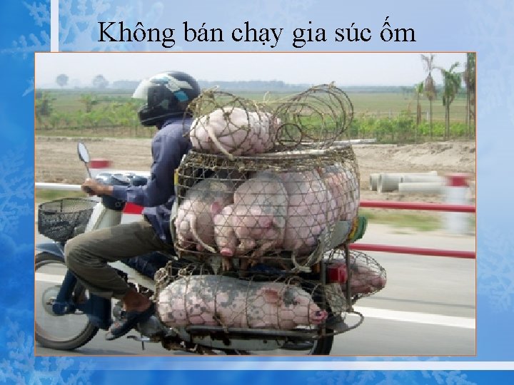 Không bán chạy gia súc ốm 