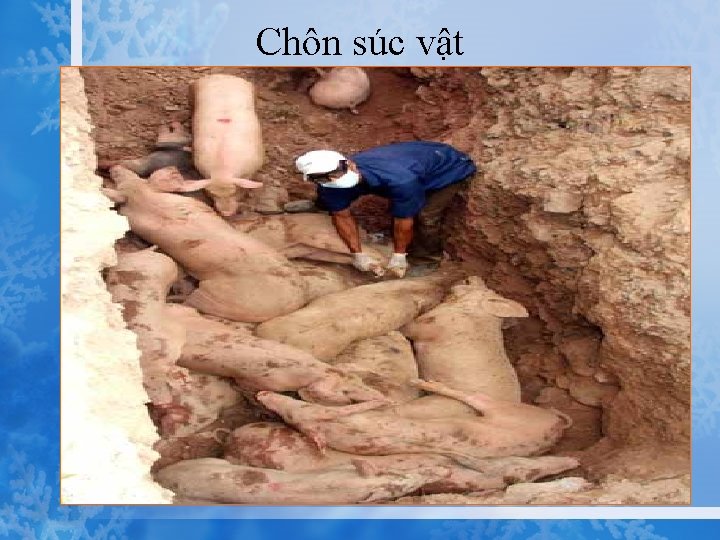 Chôn súc vật 