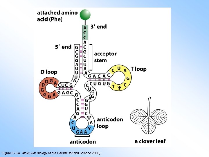 Figure 6 -52 a Molecular Biology of the Cell (© Garland Science 2008) 