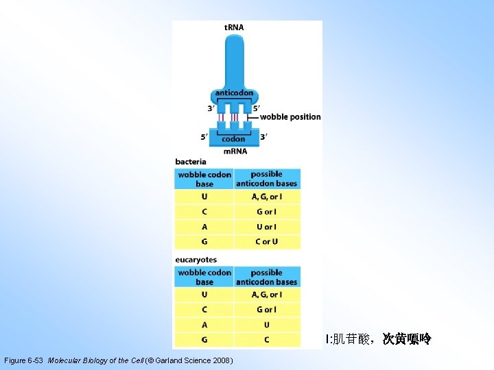 I: 肌苷酸，次黄嘌呤 Figure 6 -53 Molecular Biology of the Cell (© Garland Science 2008)