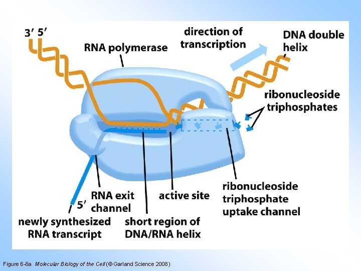 Figure 6 -8 a Molecular Biology of the Cell (© Garland Science 2008) 