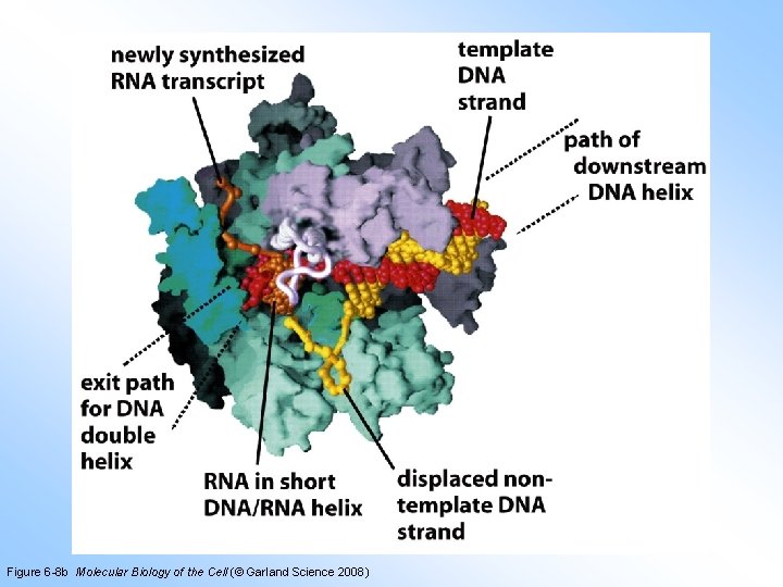 Figure 6 -8 b Molecular Biology of the Cell (© Garland Science 2008) 