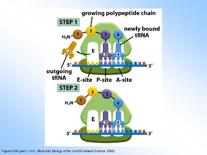 Figure 6 -66 (part 1 of 4) Molecular Biology of the Cell (© Garland