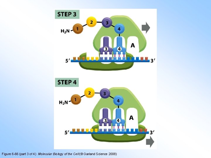 Figure 6 -66 (part 3 of 4) Molecular Biology of the Cell (© Garland