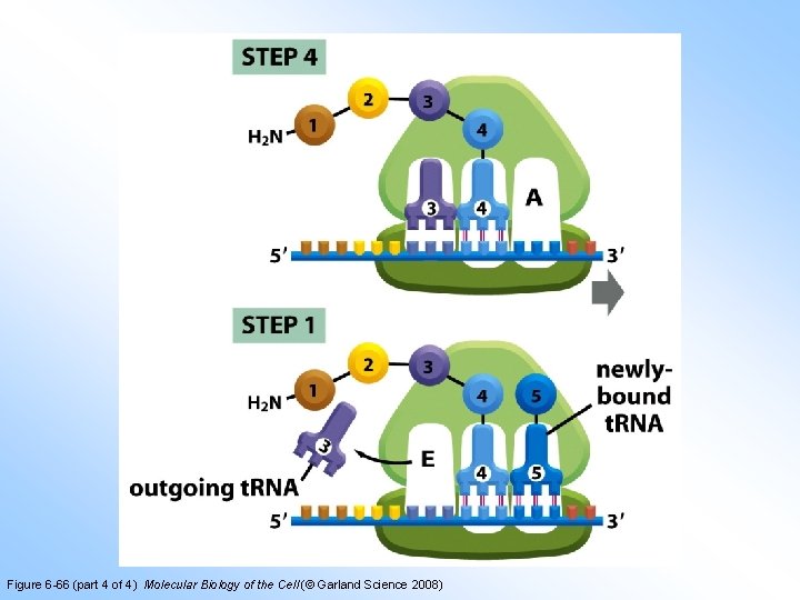 Figure 6 -66 (part 4 of 4) Molecular Biology of the Cell (© Garland