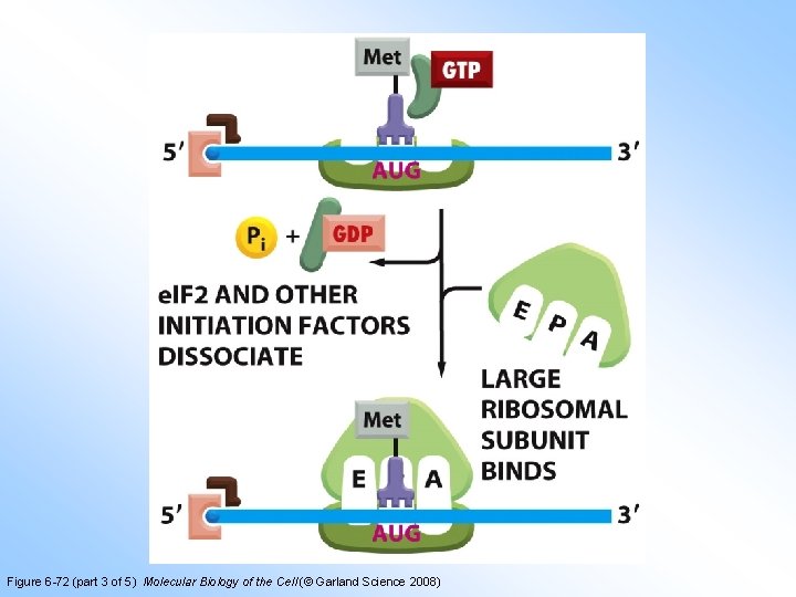 Figure 6 -72 (part 3 of 5) Molecular Biology of the Cell (© Garland