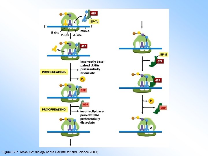 Figure 6 -67 Molecular Biology of the Cell (© Garland Science 2008) 