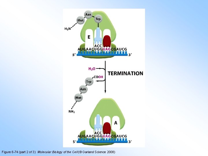 Figure 6 -74 (part 2 of 3) Molecular Biology of the Cell (© Garland