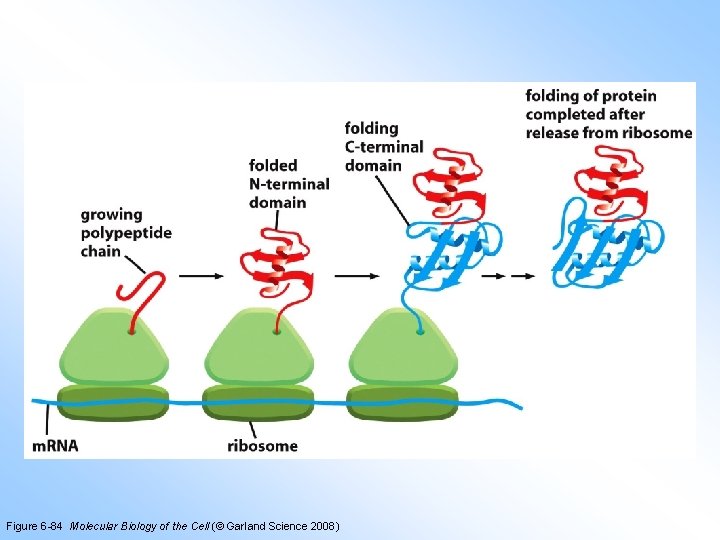 Figure 6 -84 Molecular Biology of the Cell (© Garland Science 2008) 