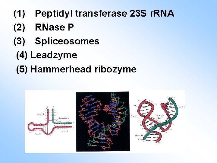(1) Peptidyl transferase 23 S r. RNA (2) RNase P (3) Spliceosomes (4) Leadzyme
