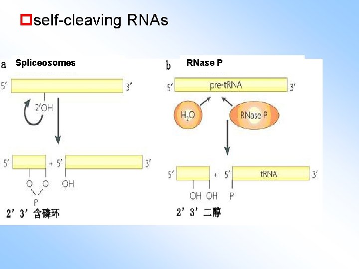 pself-cleaving RNAs Spliceosomes RNase P 