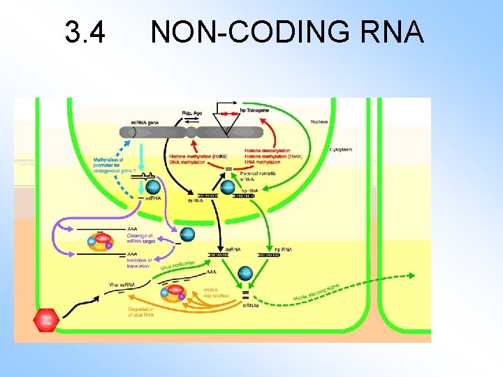 3. 4 NON-CODING RNA 