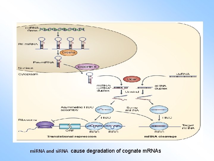 mi. RNA and si. RNA cause degradation of cognate m. RNAs 
