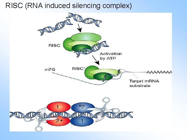 RISC (RNA induced silencing complex) 