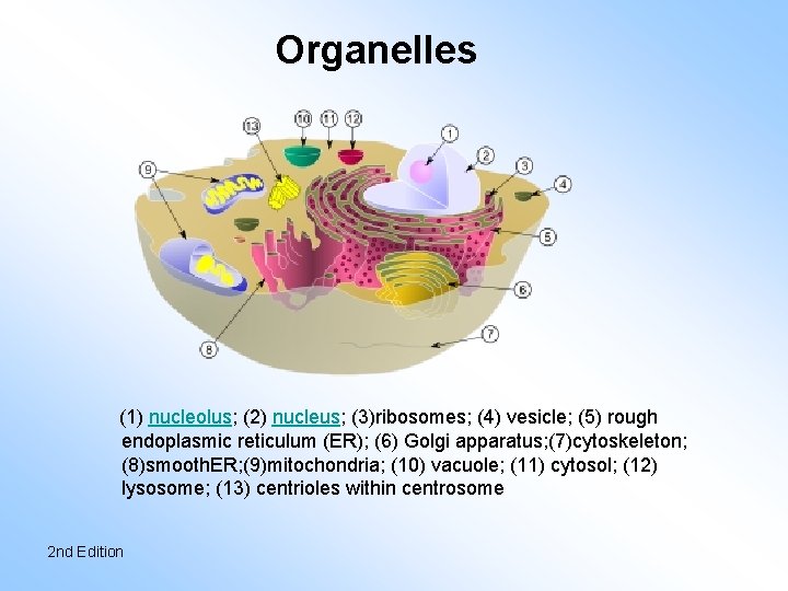 Organelles (1) nucleolus; (2) nucleus; (3)ribosomes; (4) vesicle; (5) rough endoplasmic reticulum (ER); (6)