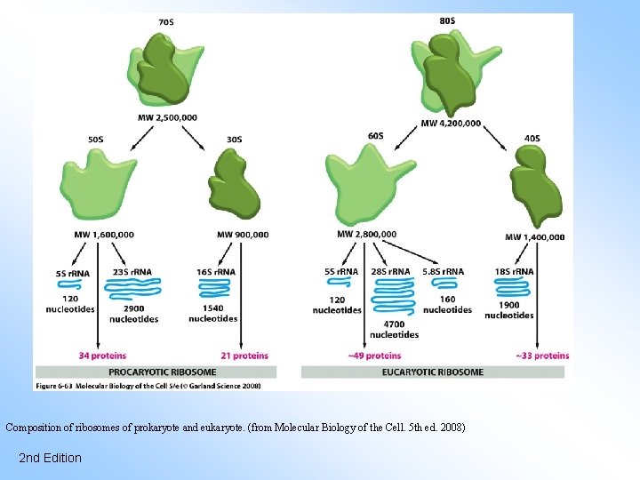 Composition of ribosomes of prokaryote and eukaryote. (from Molecular Biology of the Cell. 5